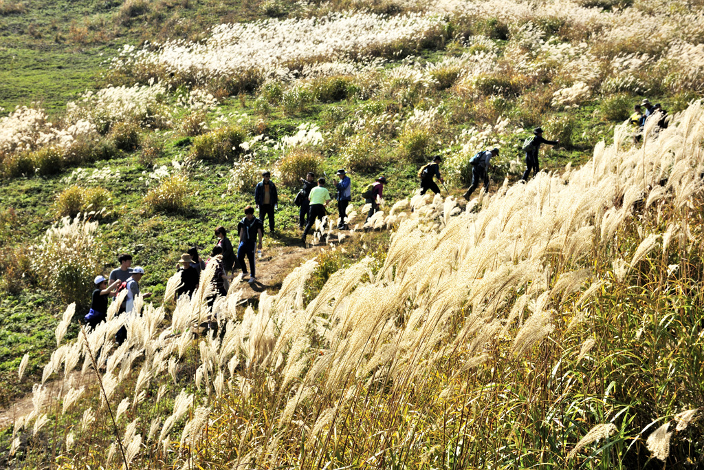 민둥산억새꽃축제 이미지 4