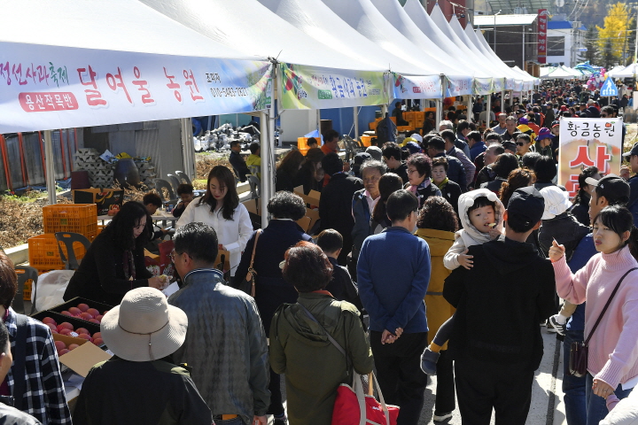 정선 사과축제