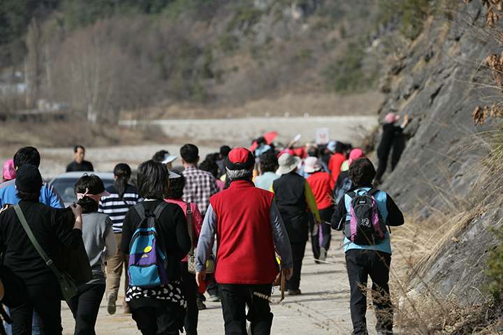 동강할미꽃 축제 이미지 2