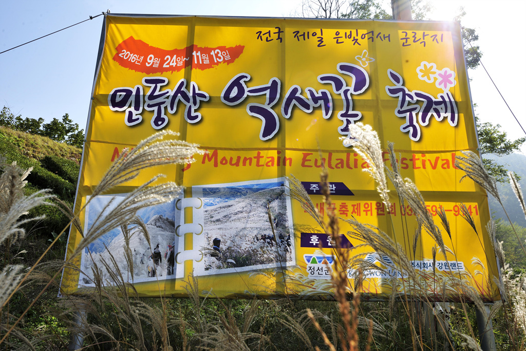 민둥산은빛억새축제 이미지 11